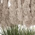 Pampas and Grass in Pot - Thumbnail 2