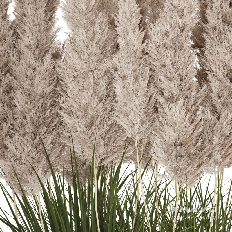 Pampas and Grass in Pot - Image 2