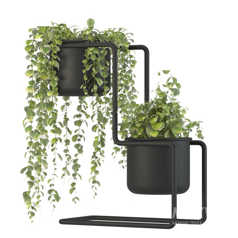 Plant Set 04 - Image 3