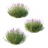 plant bush Flower Lavandula Stoechas 03 - Thumbnail 2