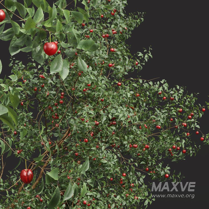 ntal and culinary value. - Image 2