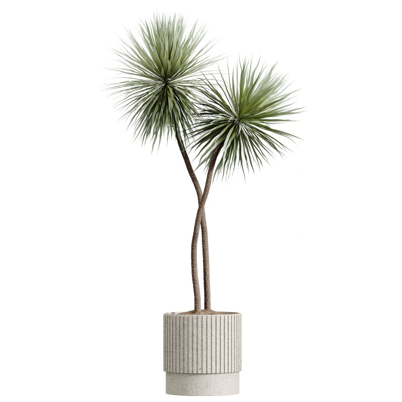 AV Indoor Plants Set 284 Banana Nicolai Yucca Palm Ficus Marginata - Image 2