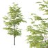 fagus sylvatica tree 13 - Thumbnail 4