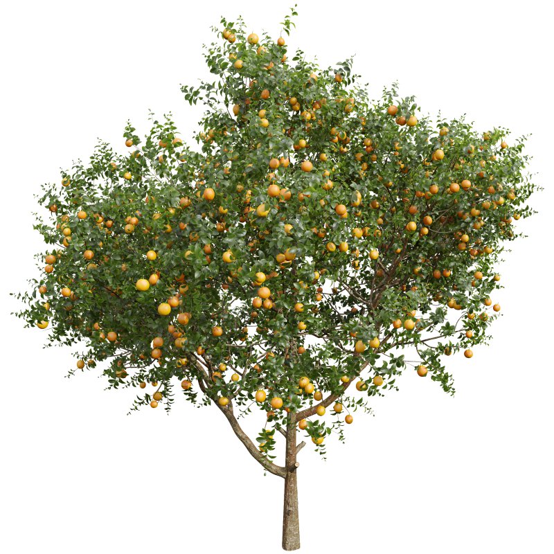 AV Fruit trees Punica Granatum Pomegranate and Citrus Sinensis Orange Arancio - Image 3