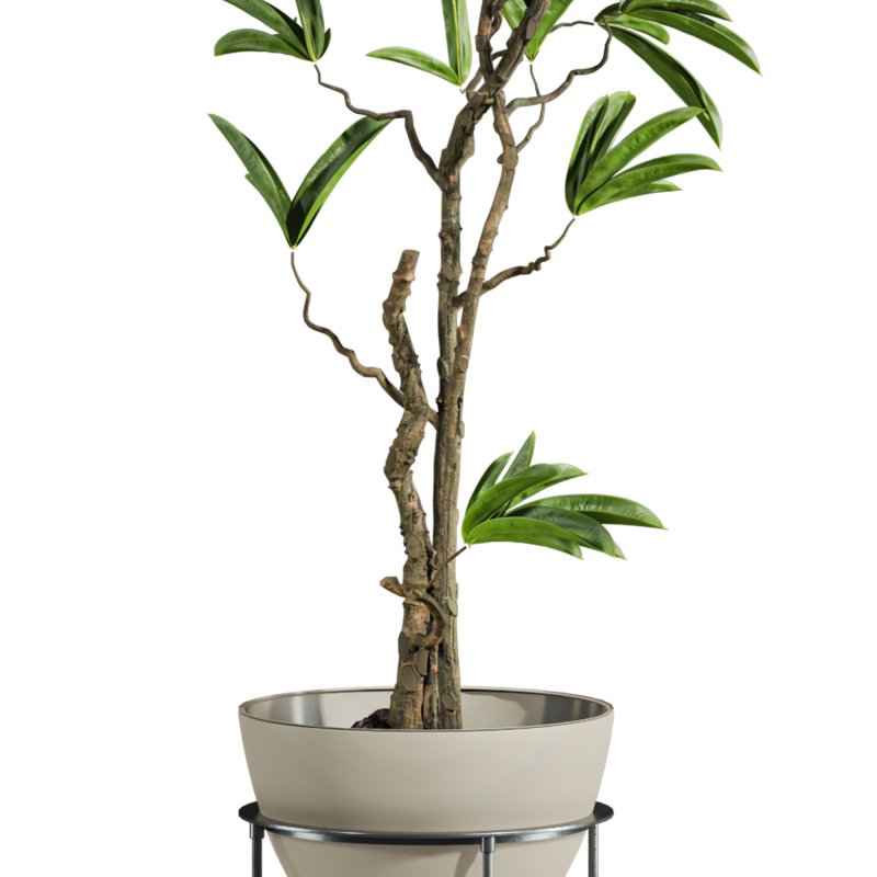 potted plant - Image 3