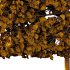 fagus sylvatica tree 17 - Thumbnail 6