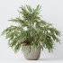 AV Indoor Plants Set 304 Areca Palm and Dracaena Marginata and Lemon Dragon and Ficus - Thumbnail 8