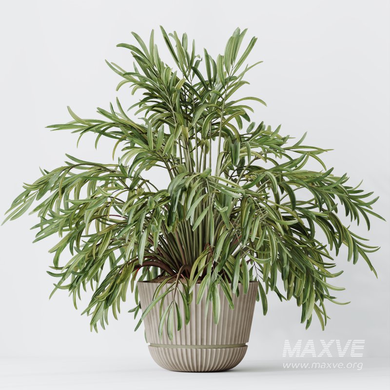 AV Indoor Plants Set 304 Areca Palm and Dracaena Marginata and Lemon Dragon and Ficus - Image 8
