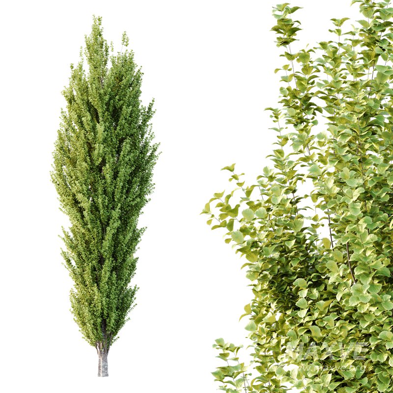 fagus sylvatica tree 14 - Image 1