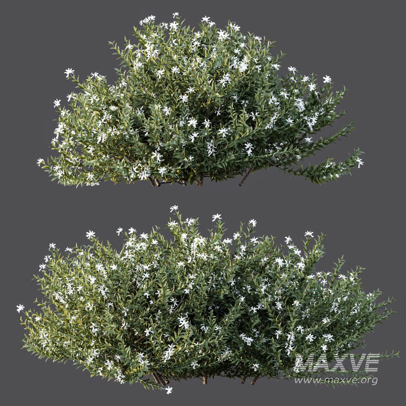 AV Gray Box Westringia Fruticosa Coastal Rosemary Flower - Image 5
