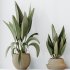 AV Indoor Plants Set 305 Banana Nicolai and Briful Pachira Aquatica and Yucca Aloifolia - Thumbnail 4