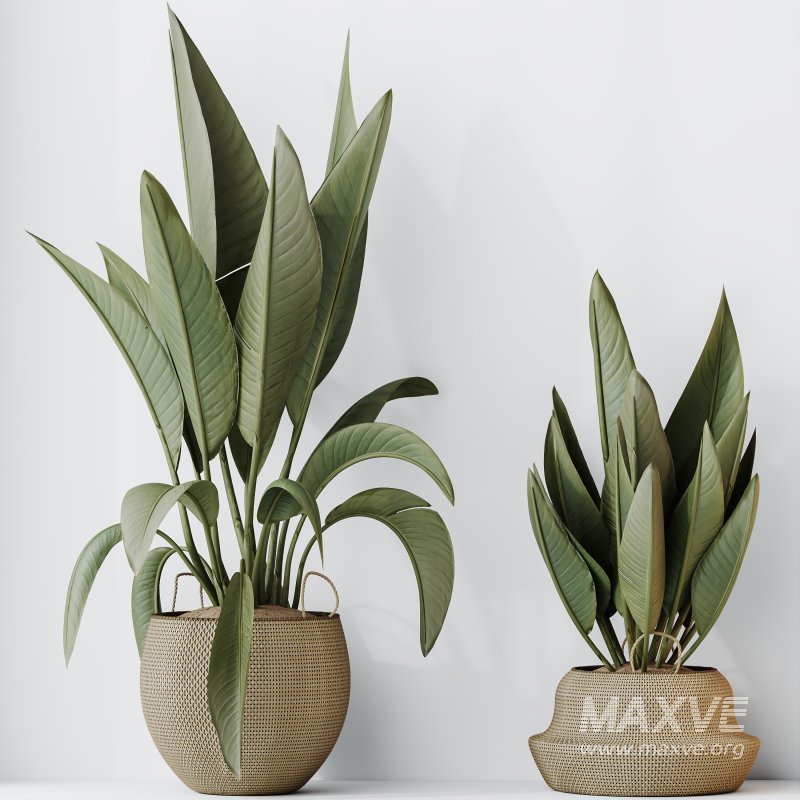 AV Indoor Plants Set 305 Banana Nicolai and Briful Pachira Aquatica and Yucca Aloifolia - Image 4