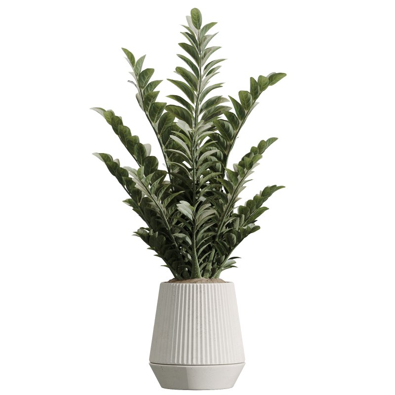 AV Indoor Plants Set 301 Zamiifolia and Schefflera Umbrella and Ficus Microcarpa - Image 2