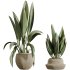 AV Indoor Plants Set 305 Banana Nicolai and Briful Pachira Aquatica and Yucca Aloifolia - Thumbnail 1