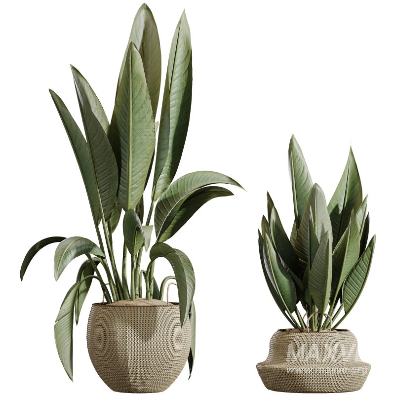 AV Indoor Plants Set 305 Banana Nicolai and Briful Pachira Aquatica and Yucca Aloifolia - Image 1