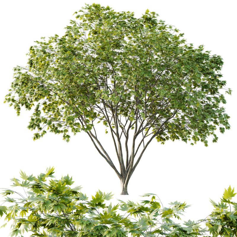 Different Trees 35 - Image 6