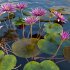 Nymphaea rubra – Water lily -Velutha ambal 02 - Thumbnail 2