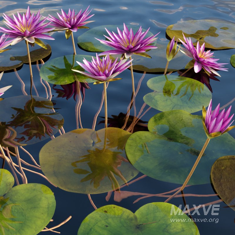 Nymphaea rubra – Water lily -Velutha ambal 02 - Image 2