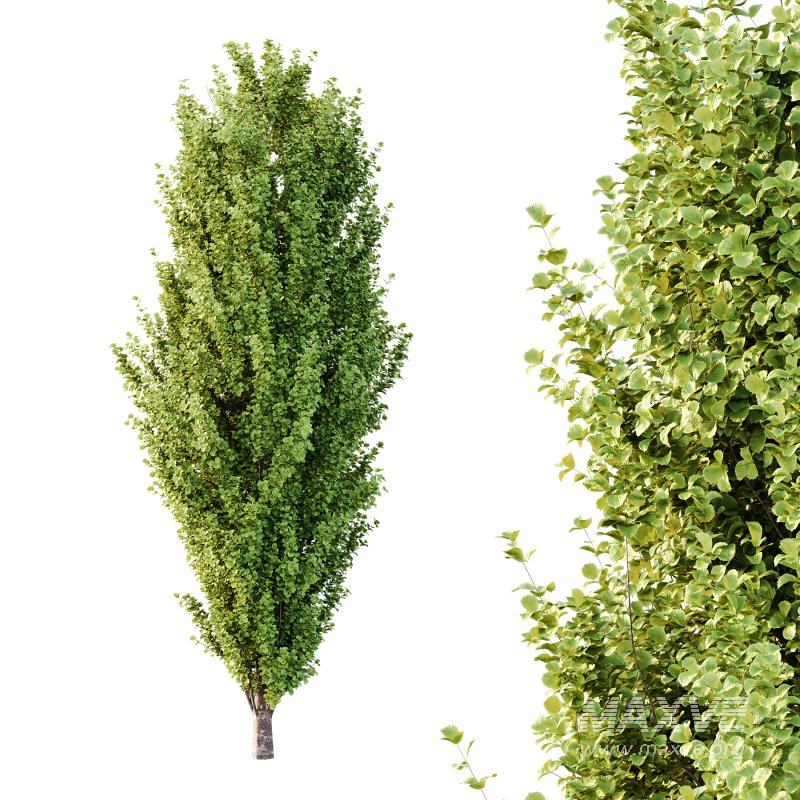 fagus sylvatica tree 15 - Image 3