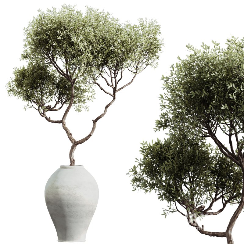 AV Indoor Plants Set 299 Japandi Ficus Dracaena Marginata and Mission Arbequina Olive - Image 5