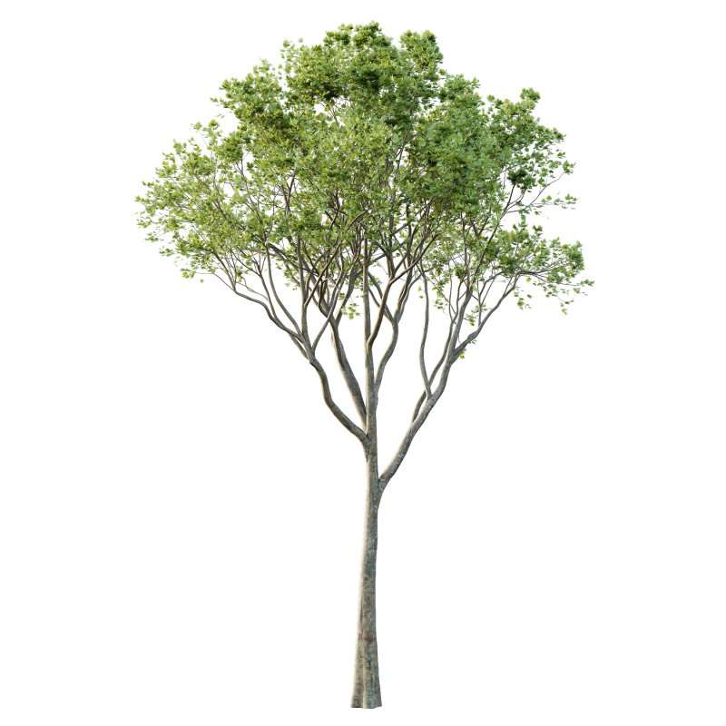 Different Trees 34 - Image 1