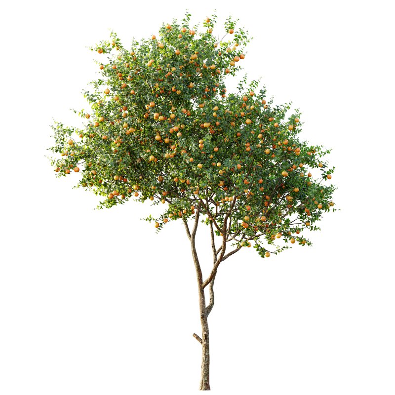 AV Fruit Trees Malus Pumila Apple Yellow and Citrus Sinensis Orange Arancio - Image 4