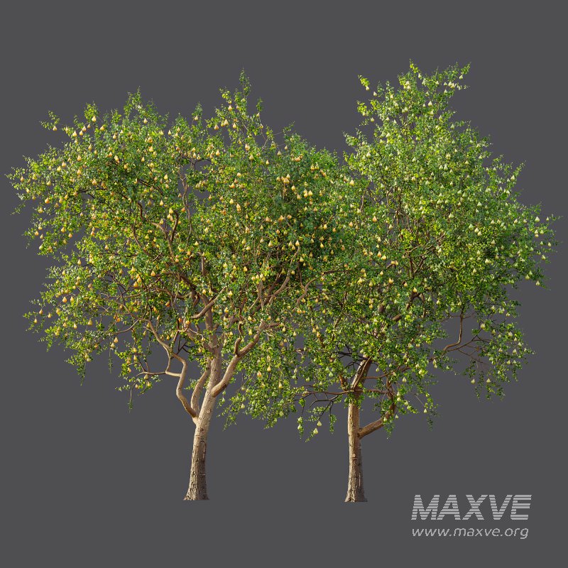 ntal presence. - Image 8