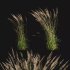 Calamagrostis acutiflora_02 - Thumbnail 1