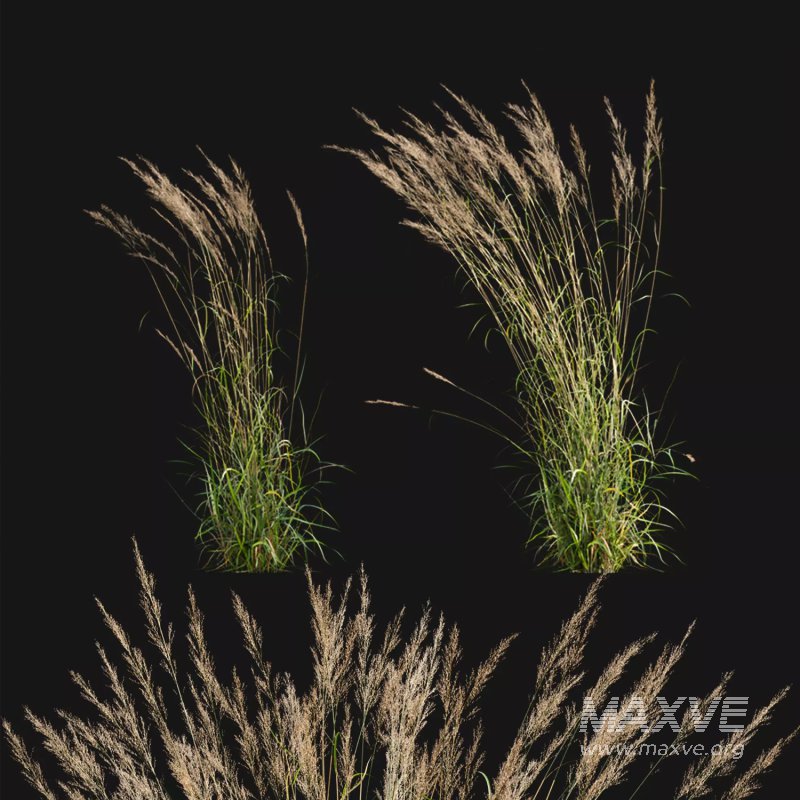 Calamagrostis acutiflora_02 - Image 1