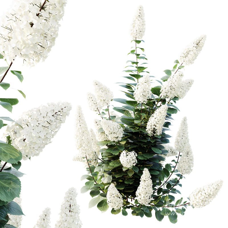 ntal shrub native to East Asia. It is admired for its large conical flower clusters that bloom from summer into autumn, shifting from creamy white to shades of pink, red, and purple as the season progresses. With its lush green foliage and vibrant seasonal transformation, this species is a favorite in decorative landscaping and architectural gardens. - Image 1