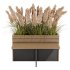 Outdoor Pampas And Grass Plants Set - Thumbnail 3
