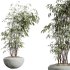 AV Indoor Plants Set 300 Japandi Decorative Minimalism Ficus Dracaena Marginata - Thumbnail 6