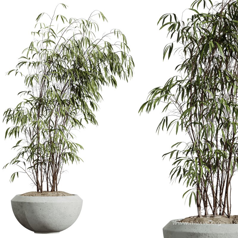 AV Indoor Plants Set 300 Japandi Decorative Minimalism Ficus Dracaena Marginata - Image 6