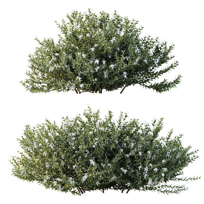AV Gray Box Westringia Fruticosa Coastal Rosemary Flower - Image 2