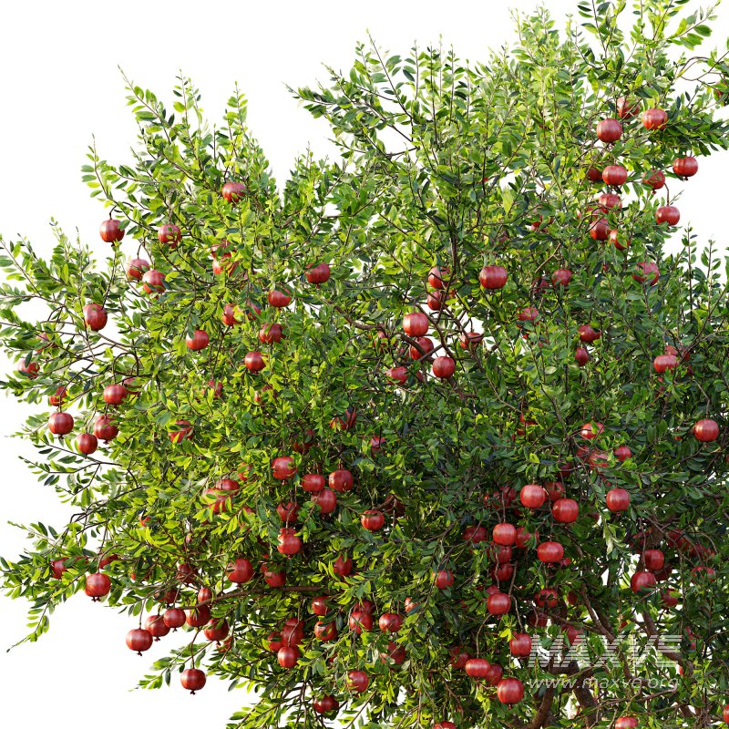 ntal and productive garden designs. - Image 6