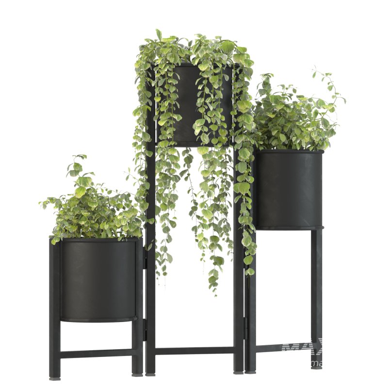 Plant Set 03 - Image 5