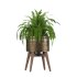 Fern Plant Set - Thumbnail 4