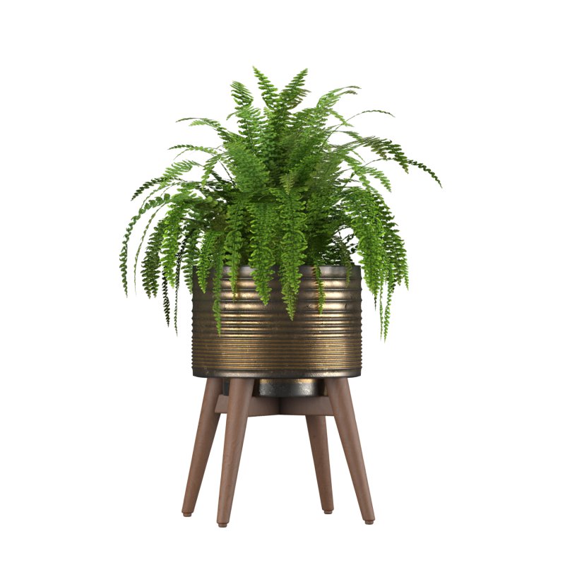 Fern Plant Set - Image 4