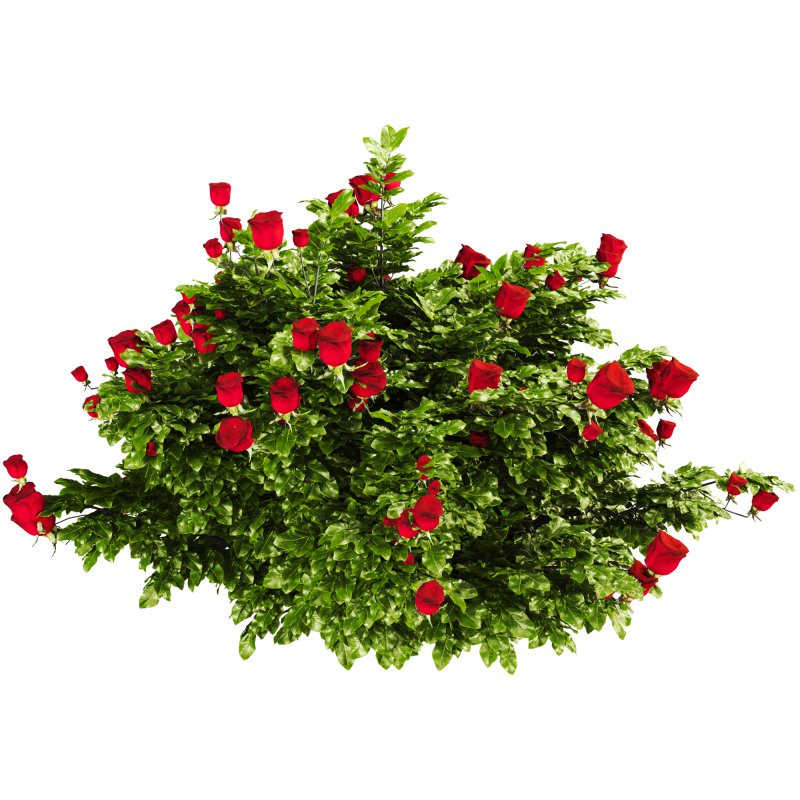 Rose Plant Set 015 - Image 4