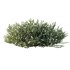 AV Gray Box Westringia Fruticosa Coastal Rosemary Flower - Thumbnail 1