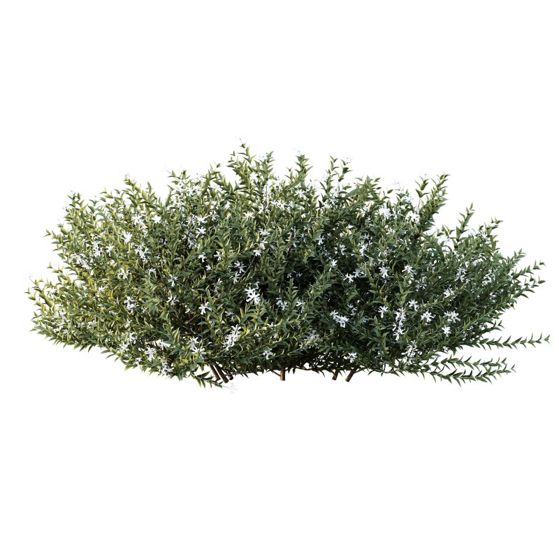 AV Gray Box Westringia Fruticosa Coastal Rosemary Flower - Image 1