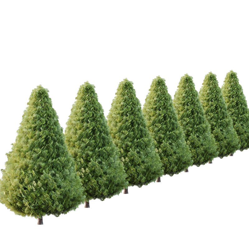 Juniperus scopulorum Tree 01 - Image 3