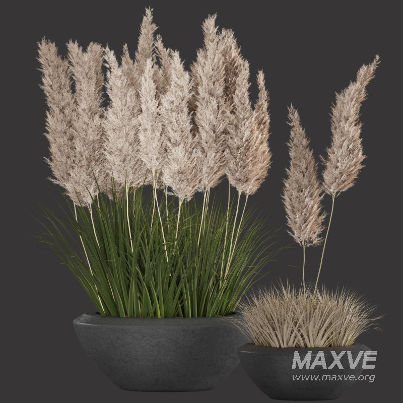 Pampas and Grass in Pot - Image 3