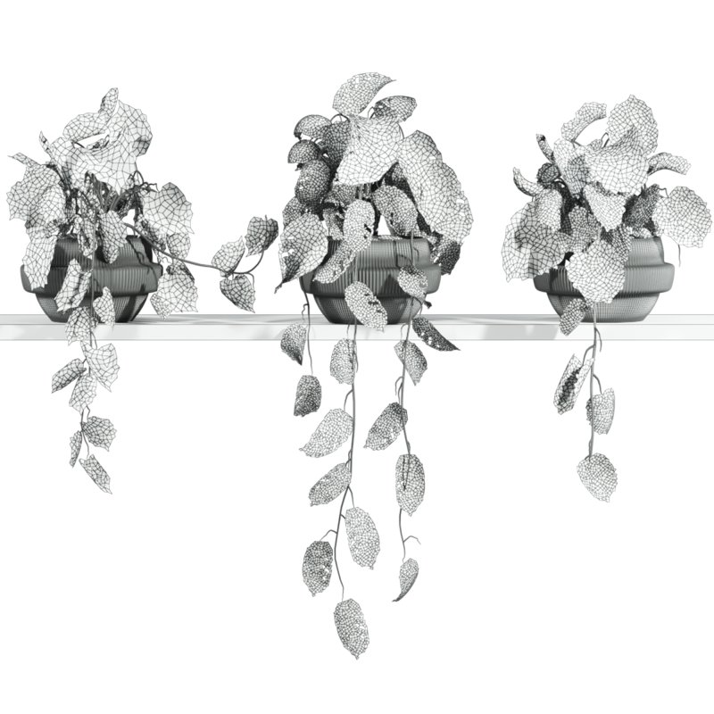 plants on shelf - Image 3