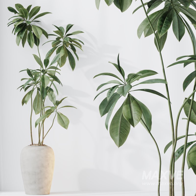 indoor plant set - Image 8