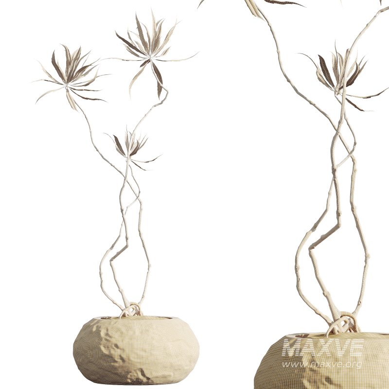 AV Indoor Plants Set 299 Japandi Ficus Dracaena Marginata and Mission Arbequina Olive - Image 10