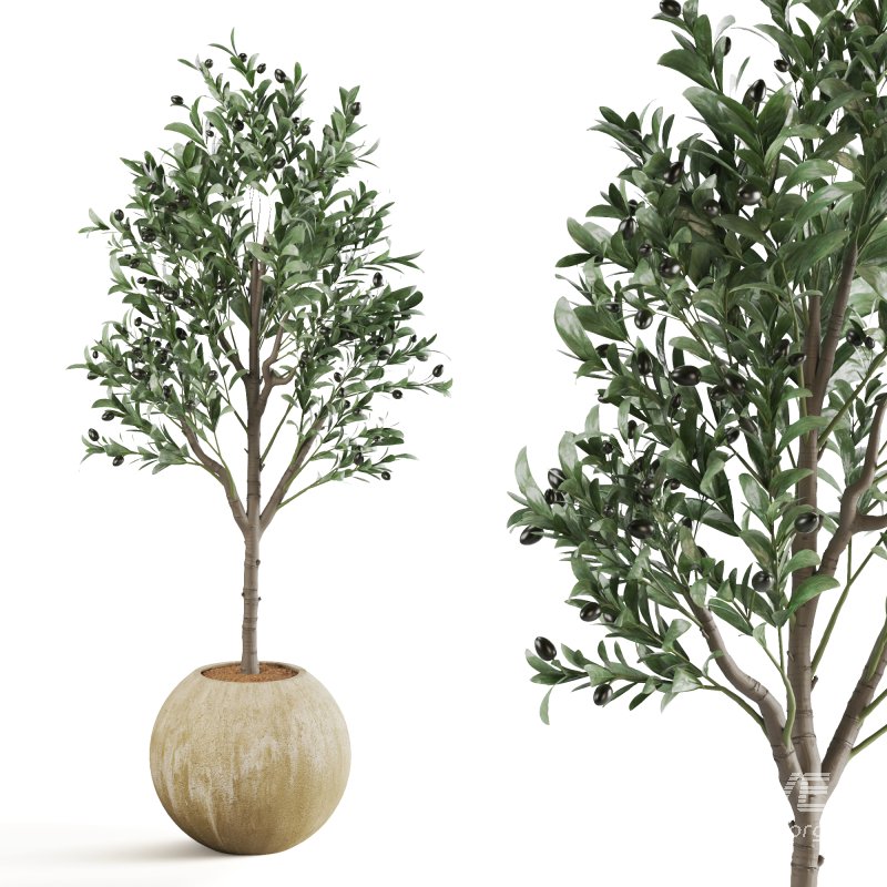 Indoor Plant Olive - Image 2