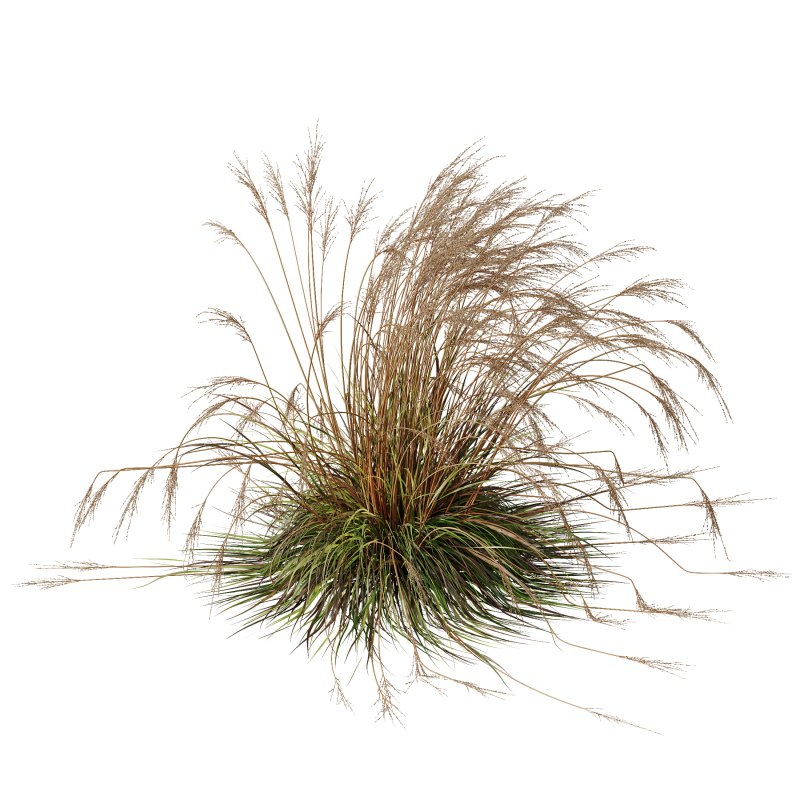 ntal species native to the moorlands and meadows of Europe. - Image 4