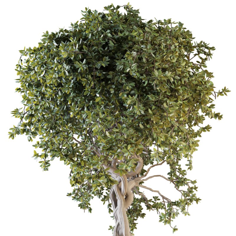 Indoor Plant Set 03 - Image 5