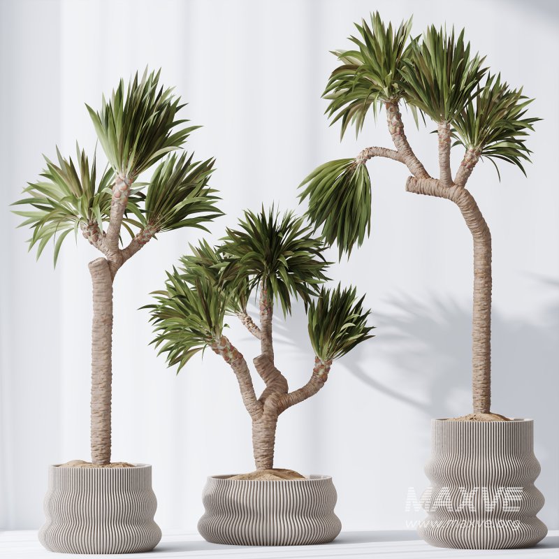 AV Indoor Plants Set 295 Mission Olive Tree Indoor and Yucca Elephantipes Gigantea - Image 3